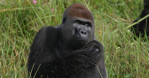 Gorillas More Plentiful In Africa Than Thought But Population Dropping