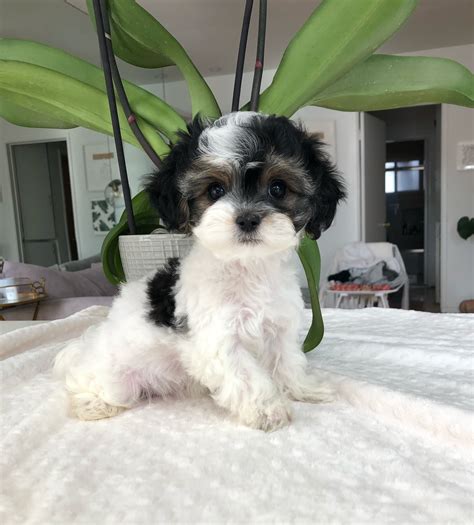 Tiny Teacup Morkiepoo female puppy for sale! | iHeartTeacups
