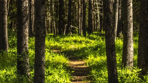 Download Wallpaper 1920x1080 Forest Trees Path Grass Nature