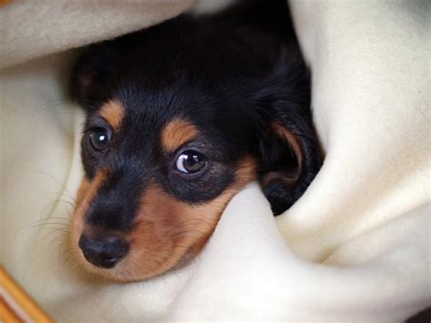 17 Most Difficult Emotions Dachshunds Go Through That