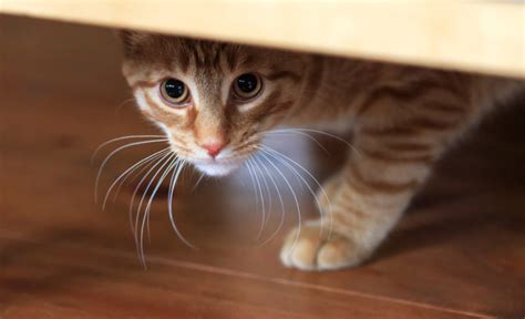 Cat Fears 20 Things That Cats Are Most Afraid Of