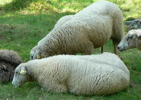 图片素材 农场 草地 牧场 放牧 哺乳动物 农业 羊毛 动物群 羊群 脊椎动物 牛山羊家庭 Allgau