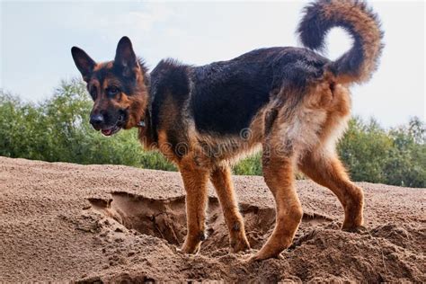 Dog German Shepherd Outdoors On Sand In A Summer Stock Image Image Of