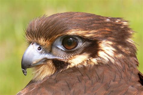 Brown Falcon - Brilliant Creation