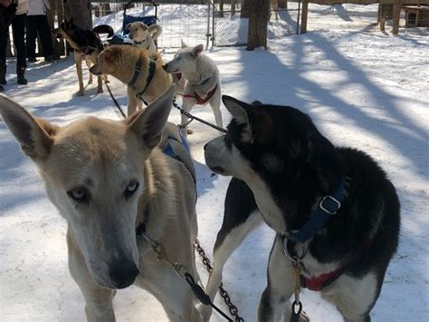 North Ridge Ranch Dog Sledding Huntsville Aktuelle 2021 Lohnt