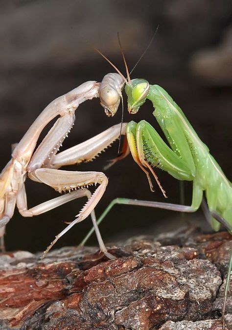 280 Best Praying Mantis Ideas In 2021 Praying Mantis Beautiful Bugs