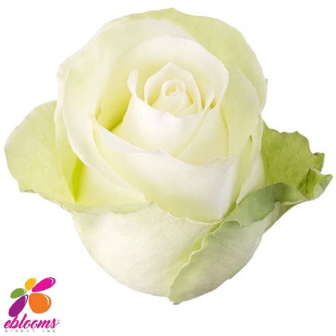 High And Peace Rose Variety White Ebloomsdirect Rose Varieties Peace
