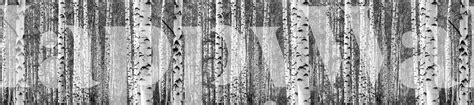 Birch Trees Black And White Xxl Wallpaper Happywall