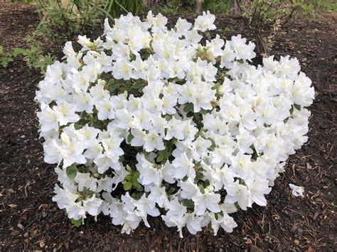 Japanese Azalea Rhododendron Hino White Dwarf In The Rhododendrons