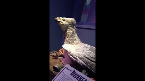 Buckbeak The Hippogriff Harry Potter Tour Youtube