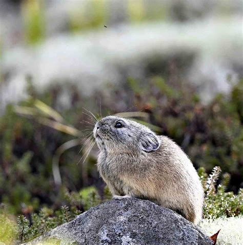 Northern Pika ‘survivors Of The Ice Age Prepare For Winter The