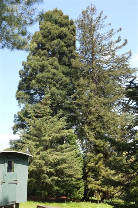 Sequoia Sempervirens Trees And Shrubs Online
