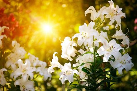 Lily Flower Meaning And Symbolism Planting Lilies And Care Tips