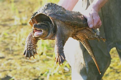 Alligator Snapping Turtle Diet