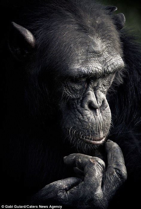 Incredible Images Show The Expressive Faces Of Chimpanzees Daily Mail