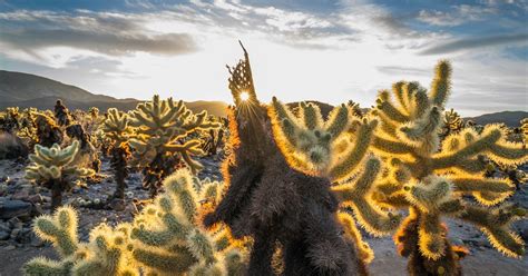 Photograph The Cholla Cactus Gardens At Sunrise Or Sunset Riverside