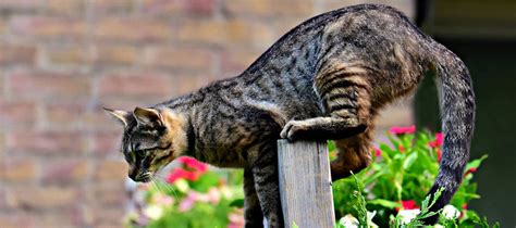 How To Keep A Cat From Jumping A Fence Purrfect Fence