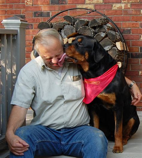 Living With Rottweilers Have You Ever Been Kissed By An Affectionate