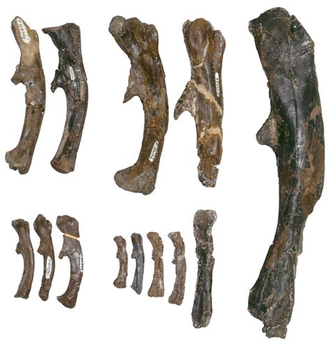 C'est votre jour de chance, les voici. Three decades, 37 bones: the long hunt for Victorian dinosaurs