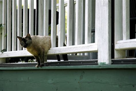 Besides, they are toxic to many other things, including people. Keeping Neighborhood Cats Off Porch | ThriftyFun