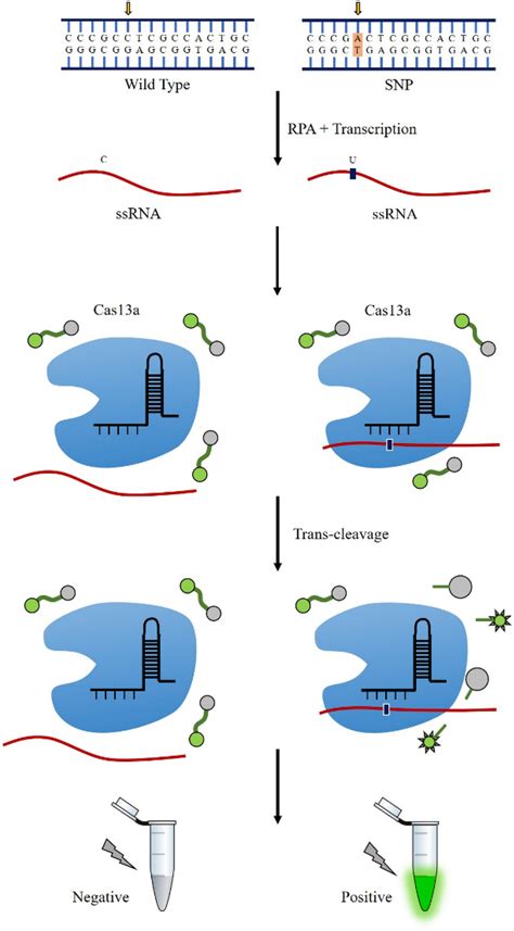 The Crispr Cas Based Detection Of The Snp The Above Figure Is The