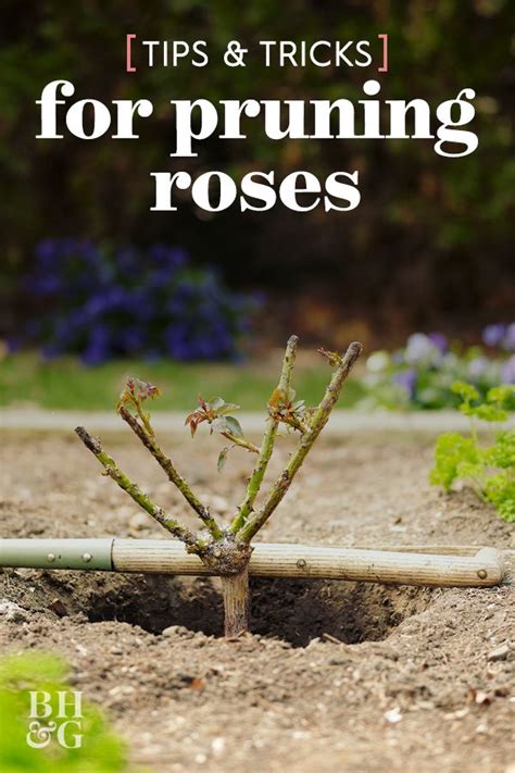 Pruning Intimidates Some Gardeners But Learning How To Prune A Rose Bush Isnt A Difficult Task