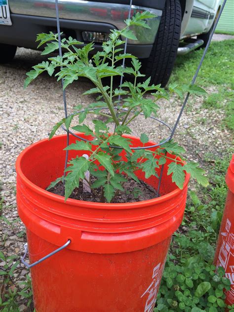 Growing Tomatoes In 5gal Buckets Smart Growing Roma Tomatoes Growing