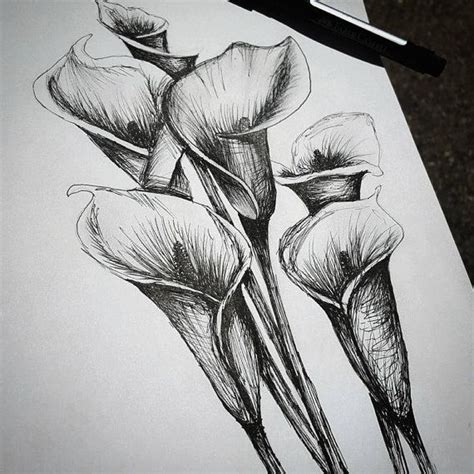 Calla Lilly Flower Pen Drawing By Turinocreations On Etsy Biro Drawing