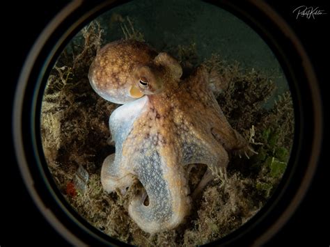 Caribbean Octopus West Palm Beach Kidston Photography