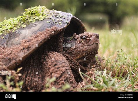Female Snapping Turtle Laying Eggs Stock Photo Alamy