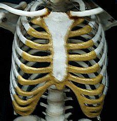 Between each one of the vertebra is an intervertebral disk, or band of cartilage serving as a. The Ribs - The Human Skeletal System