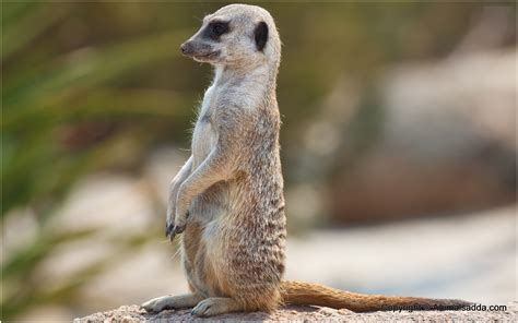 Meerkat Interesting Facts Pictures Behavior Diet Appearance