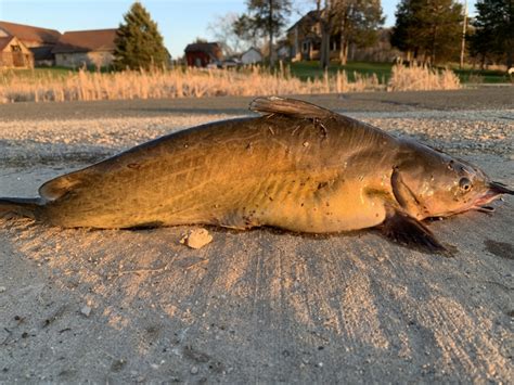 Fat Channel Catfish Wallowing In Its Defeat Image Free Stock Photo