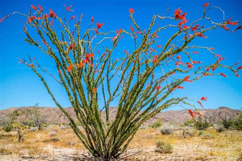Ocotillo Cactus Varieties How To Propagate And More A Z Animals
