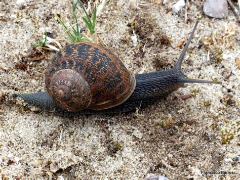 Photo Garden Snail Cornu Aspersum Observation Org