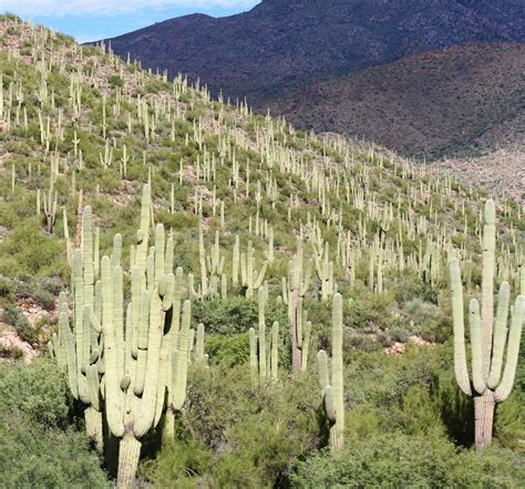 The saguaro cactus is one of the most recognisable of all cacti, as its distinct shape features in many western movies. Saguaro Cactus, Sonoran Desert | Sonoran desert, Saguaro ...