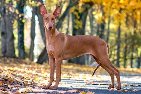 Pharaoh Hound Dog Breed Information And Characteristics Daily Paws