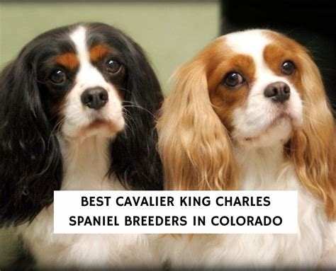Are King Charles Spaniels More Popular Than Cavaliers