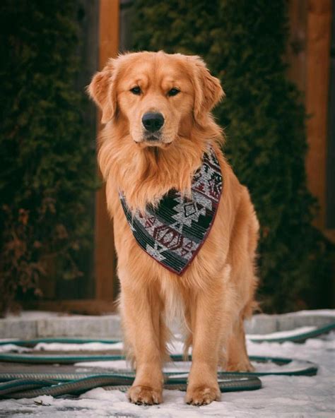 Facts On The Friendly Golden Retriever Dog Grooming Goldenretrieversof