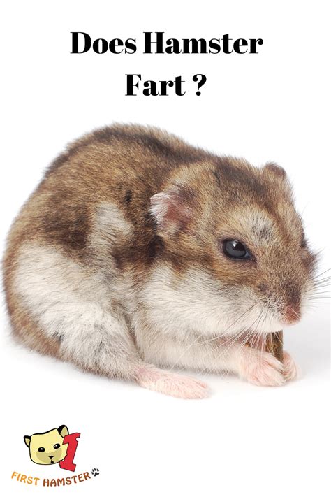 Pin On Hamster Facts