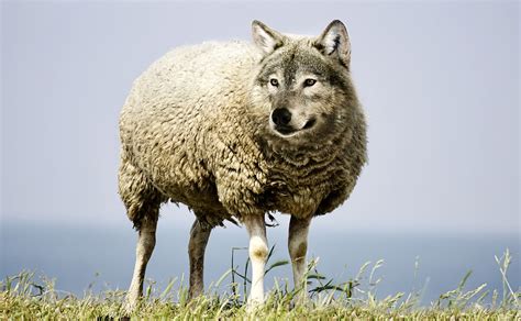 How to Discern a Wolf in Sheep’s Clothing: 3 Leadership Tips - Leading