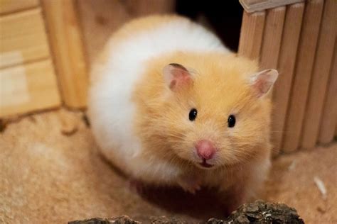 Popular Hamster Breeds Species And Profiles Petreview