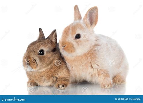 Two Cute Baby Rabbits Sitting Together Stock Image Image Of Little