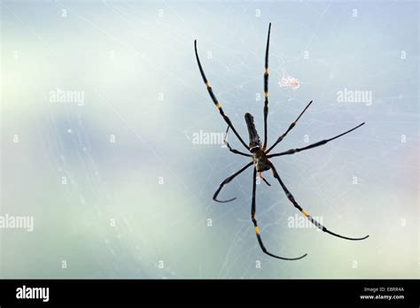 Golden Orb Web Spider Nephila Pilipes In Its Web Thailand Chiang