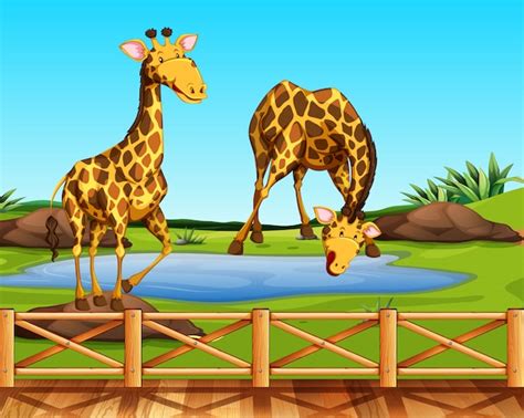 Premium Vector Two Giraffes In A Zoo
