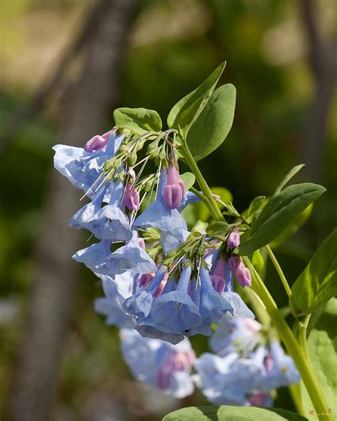 Pink Virginia Bluebells Or Virginia Cowslip Dspf268 Photograph By Gerry