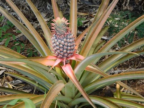 How Do Pineapples Grow The Produce Nerd