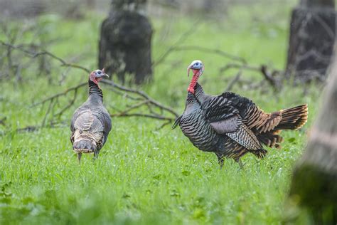 Hunters Harvest More Than 1000 Wild Turkeys During Fall Season
