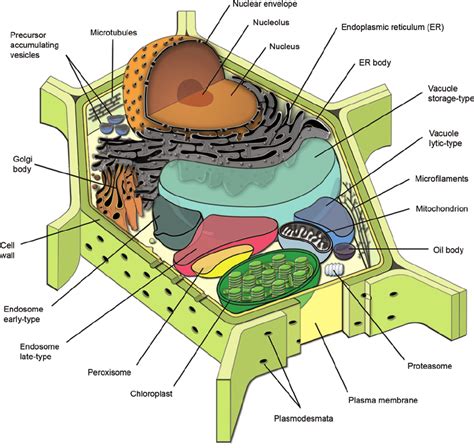Diagrammatic Representation Of A Generalized Plant Cell Depicting The