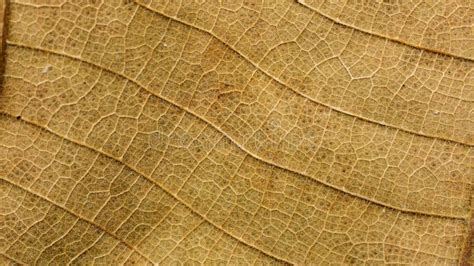 Close Up Of Dry Teak Leaves For A Background Stock Image Image Of